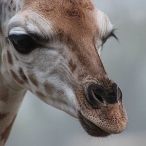 Rothschild giraffe youngster