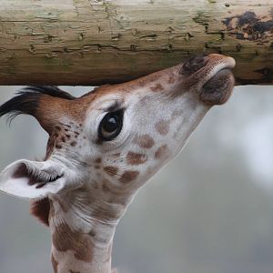 Rothschild giraffe youngster