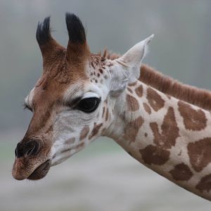 Rothschild giraffe youngster