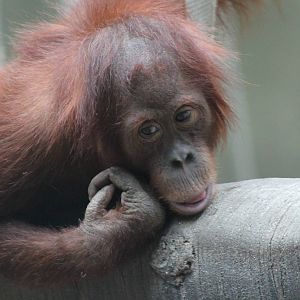 Young Sumatran orangutan