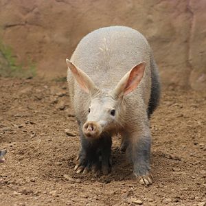 Aardvark and meerkat