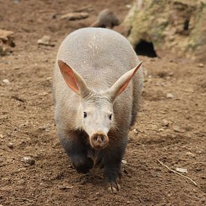 Aardvark