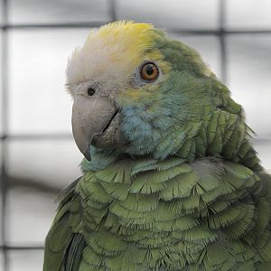 Yellow-shouldered amazon