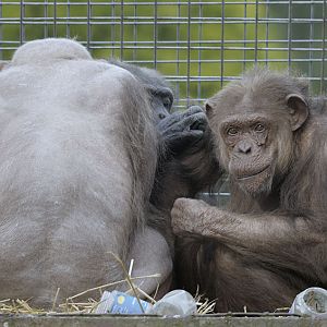 Some of the last chimps in the Green Mile