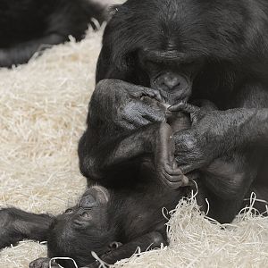 Bonobo personal hygiene