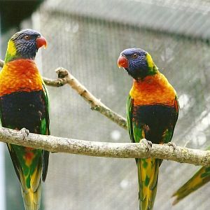 Swainson's Lorikeets 13th September 2012