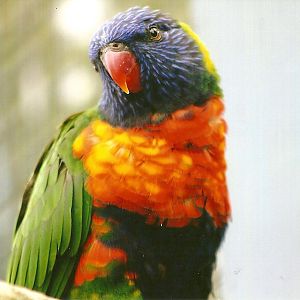 Swainson's Lorikeet 13th September 2012