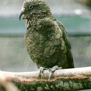 Kea 13th September 2012