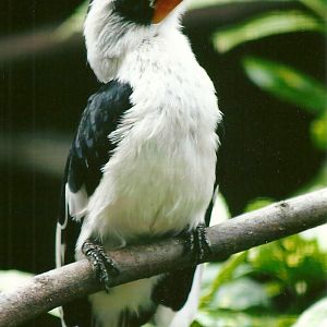 Cock Von der Decken's Hornbill 13th September 2012