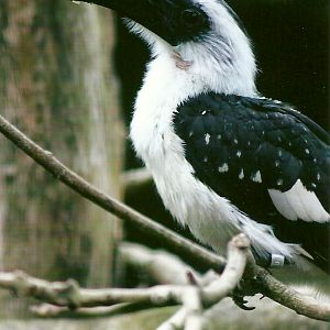 Hen Von der Decken's Hornbill 13th September 2012