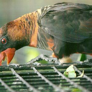 Dusky Lory 13th September 2012
