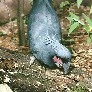 Palm Cockatoo 13th September 2012