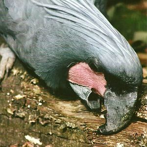 Palm Cockatoo 13th September 2012