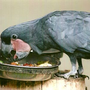 Palm Cockatoo 13th September 2012