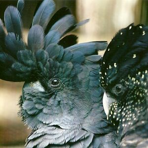 Red-tailed Black Cockatoos 13th September 2012