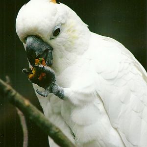 Citron-crested Cockatoo 13th September 2012