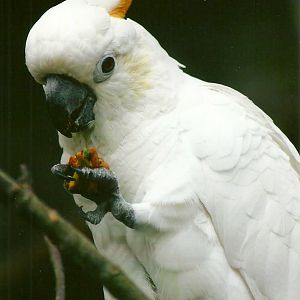 Citron-crested Cockatoo 13th September 2012