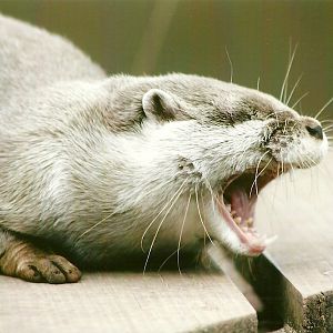 Oriental Short-clawed Otter 13th September 2012