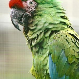 Military Macaw 13th September 2012