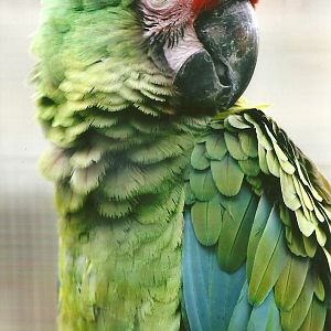 Military Macaw 13th September 2012