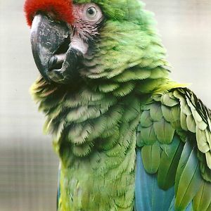 Military Macaw 13th September 2012