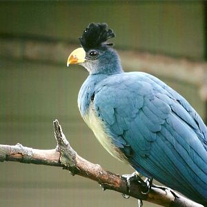 Great Blue Touraco 13th September 2012