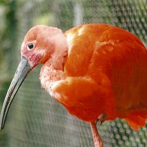 Scarlet Ibis 13th September 2012