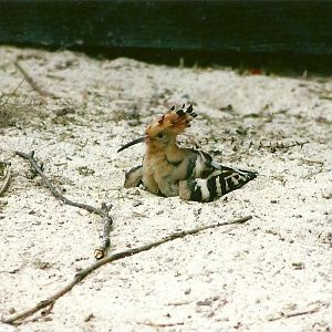 Hoopoe 13th September 2012