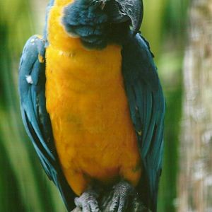 Blue-throated Macaw 13th September 2012