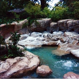 Penguin Exhibit - June 2000