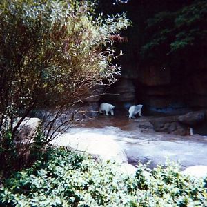 Polar Bear Grotto - June 2000