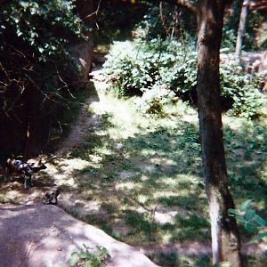 African Wild Dogs - Tiger Canyon - June 2000