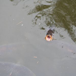 Carp, possibly Common