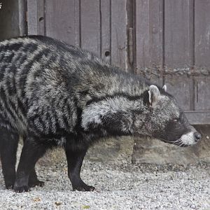 African Civet (Civettictis civetta)