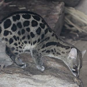 Cape Genet (Genetta tigrina)