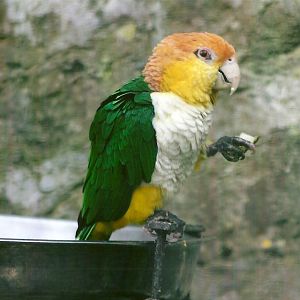 White-bellied Caique 13th September 2012