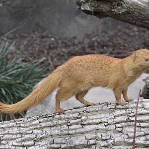 Common Slender Mongoose (Herpestes sanguineus)