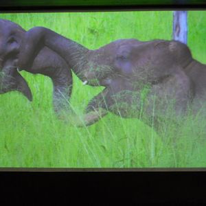 Asian Elephant movie in elephant theater
