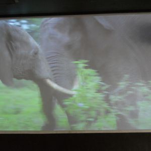 African Elephant movie in elephant theater