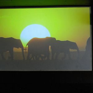 African Elephant movie in elephant theater
