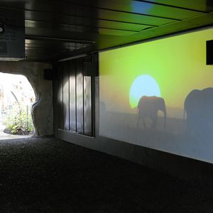 Wild elephant theater