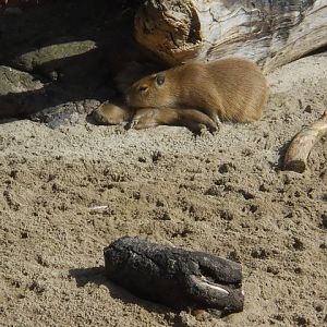 Baby capybaras in Elephant Odyssey