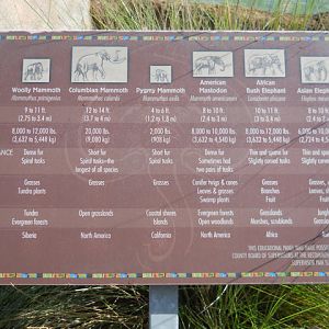 Elephant and mammoth comparisons sign