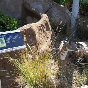 Dwarf Pronghorn statue Elephant Odyssey