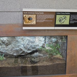 North American dung beetles with fresh snack