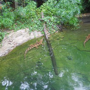 Non-gharials in gharial exhibit