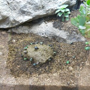 North American dung beetles with fresh snack