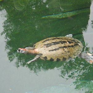 Turtle in old gharial exhibit