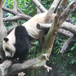 Yun Zi walks down a log.