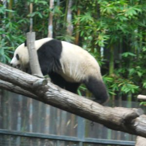 Yun Zi walks up a log.